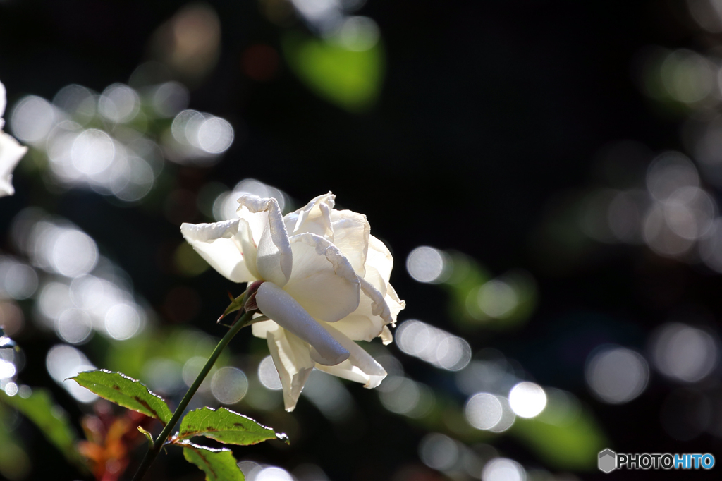 薔薇のメロディー　Ⅱ