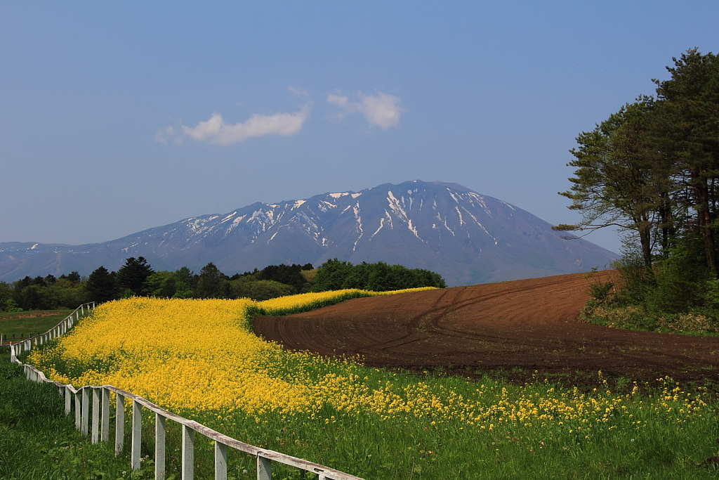 小岩井農場