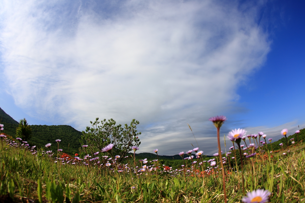 天までとどけ - アズマギク