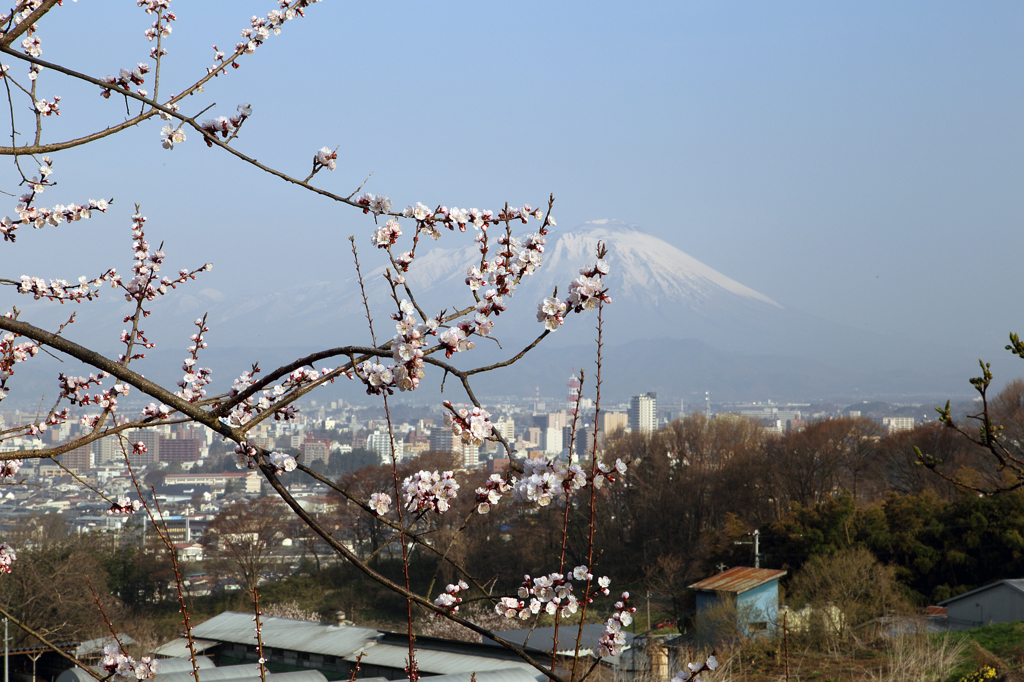 春霞