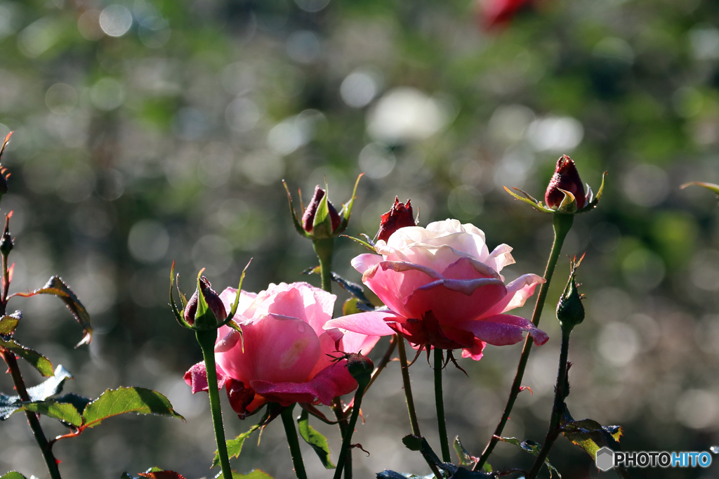 薔薇のメロディー XII