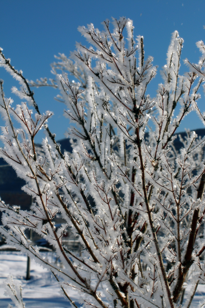 -10℃の朝 - 樹霜花