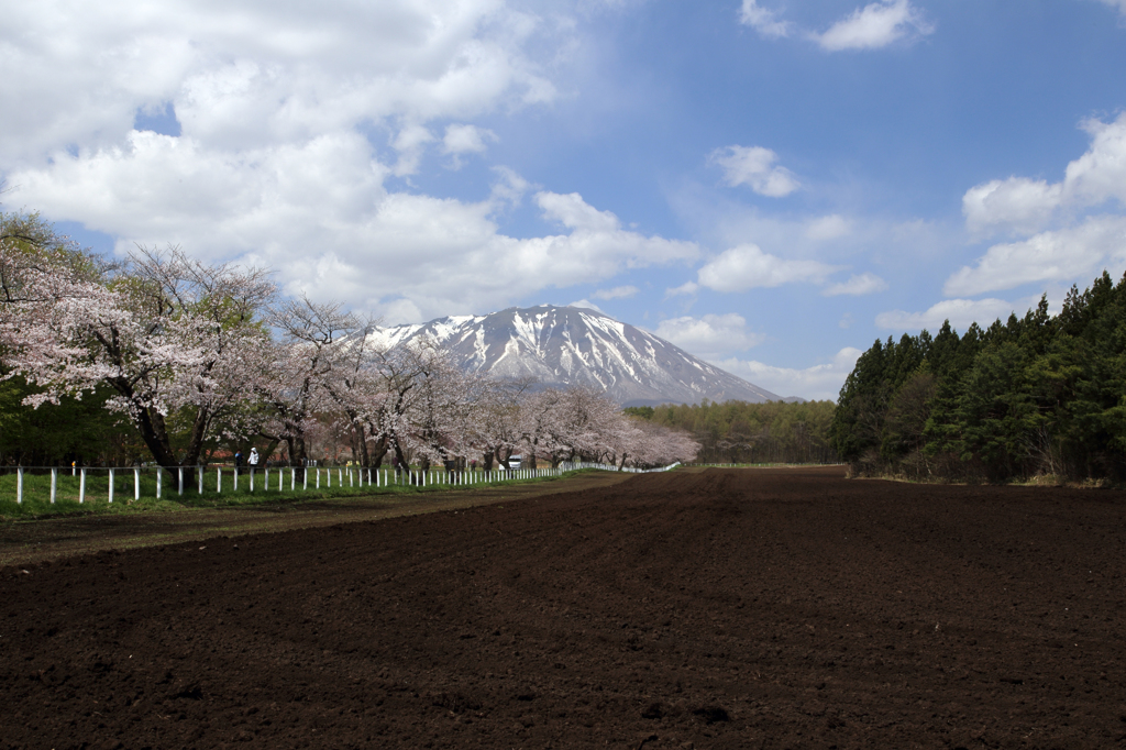 みちのく桜 - 小岩井農場2