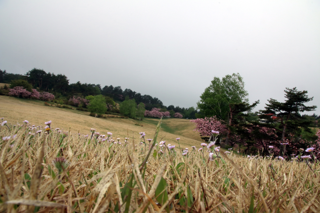 みちのく桜 - 2015ラストⅡ