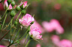 薔薇の種類はわかりませんⅦ