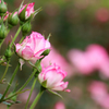 薔薇の種類はわかりませんⅦ