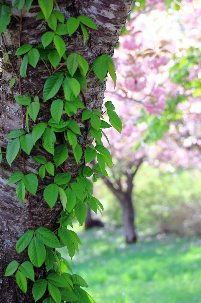 高原の桜でラスト - 5