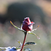 霜化粧 - 霜薔薇19