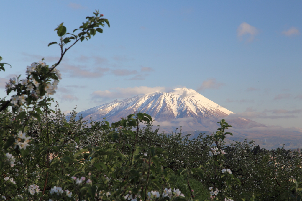 りんごの花と岩手山 - 2