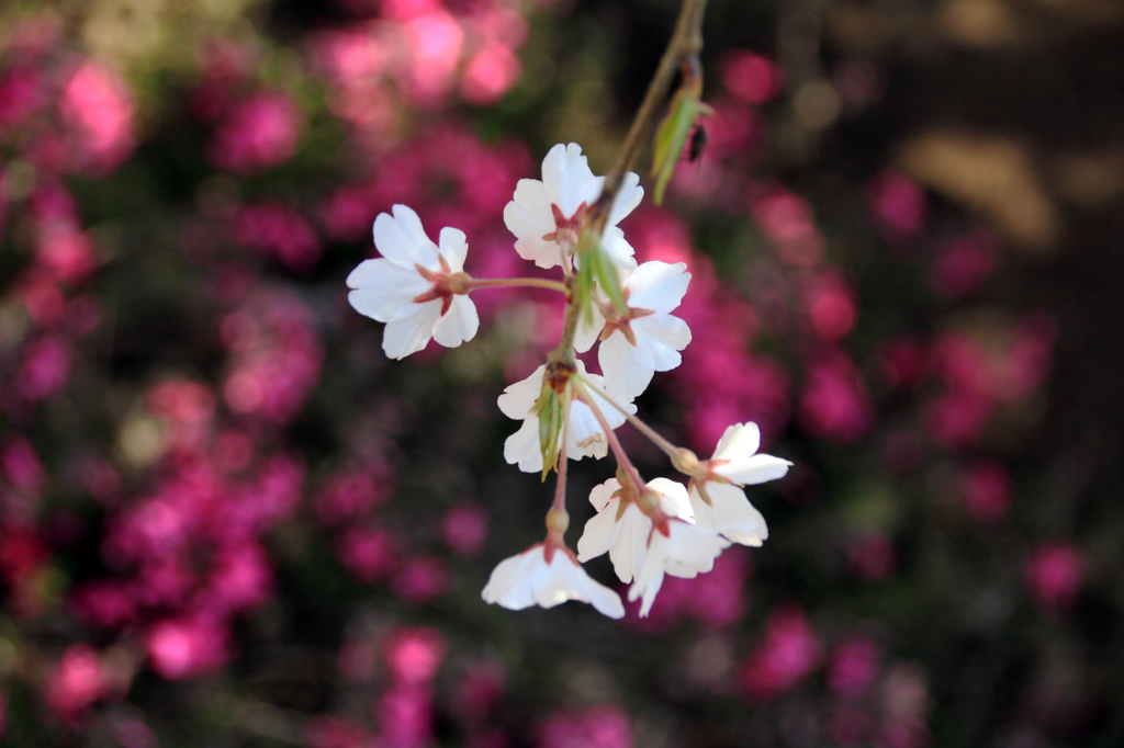 桜桜