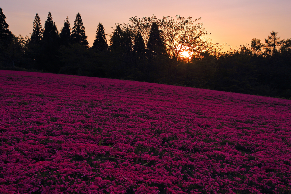芝桜の夜明け