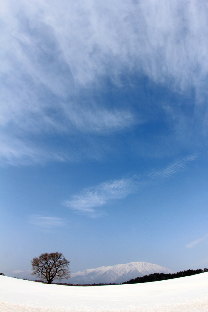 小岩井一本桜