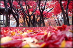 雨中の床紅葉
