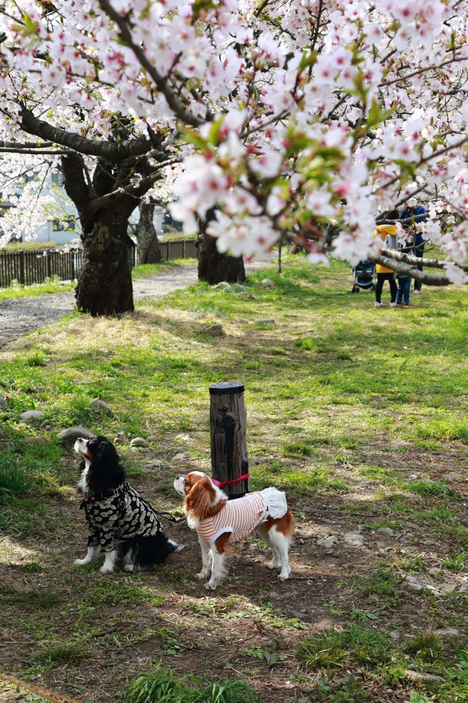 みちのく桜 - 花見わんこ