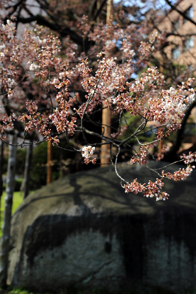 速報！石割桜開花！Ⅳ