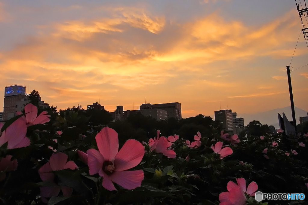 夕焼と芙蓉