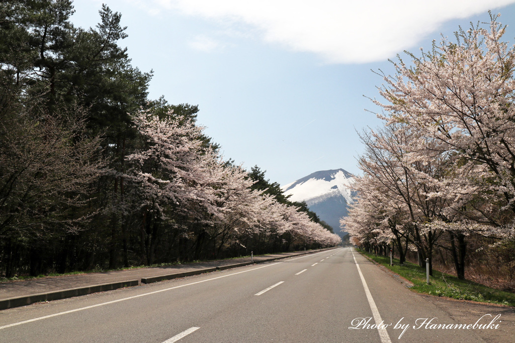 鯉の滝登り - 岩手県道233号焼走り線