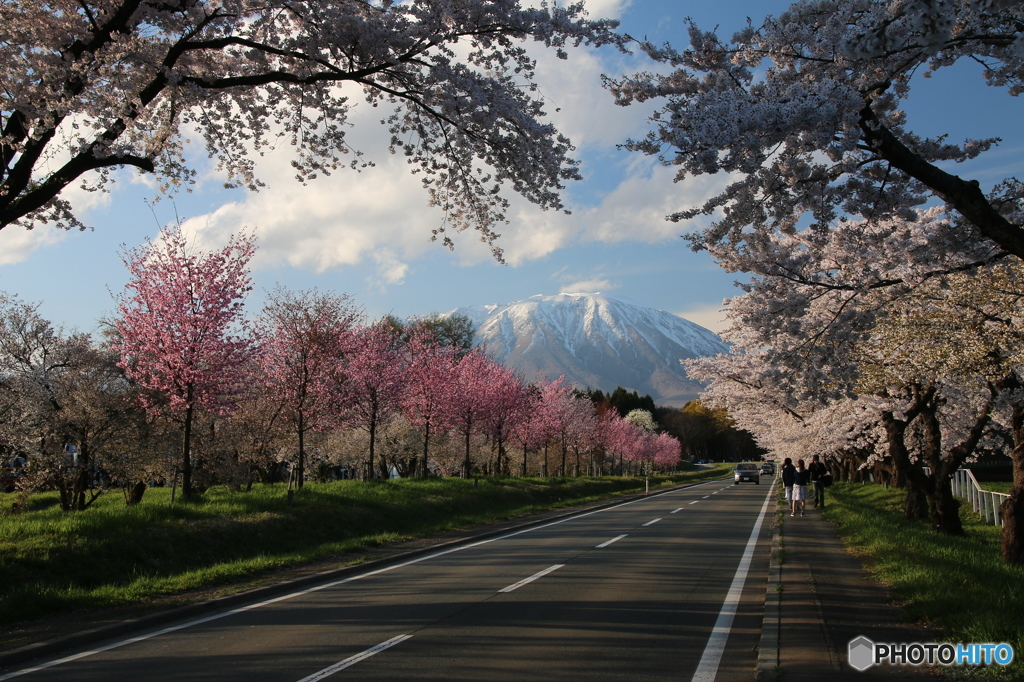 小岩井農場の春Ⅲ