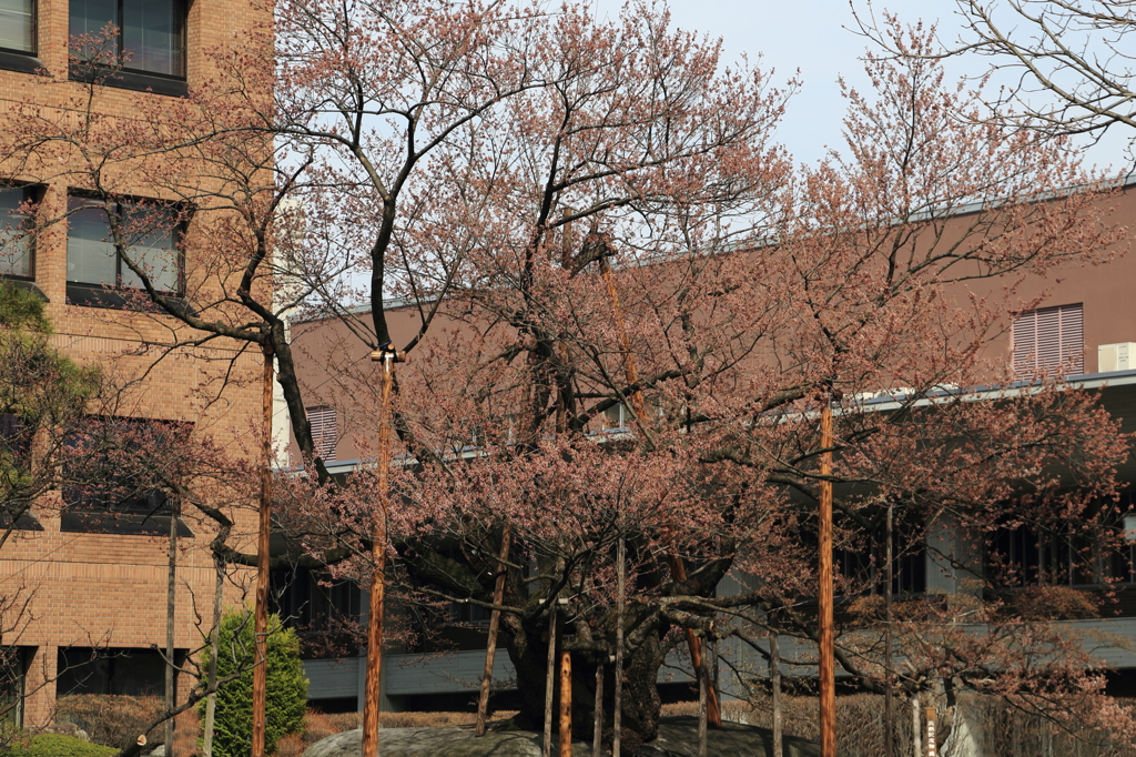 速報！石割桜開花！Ⅰ