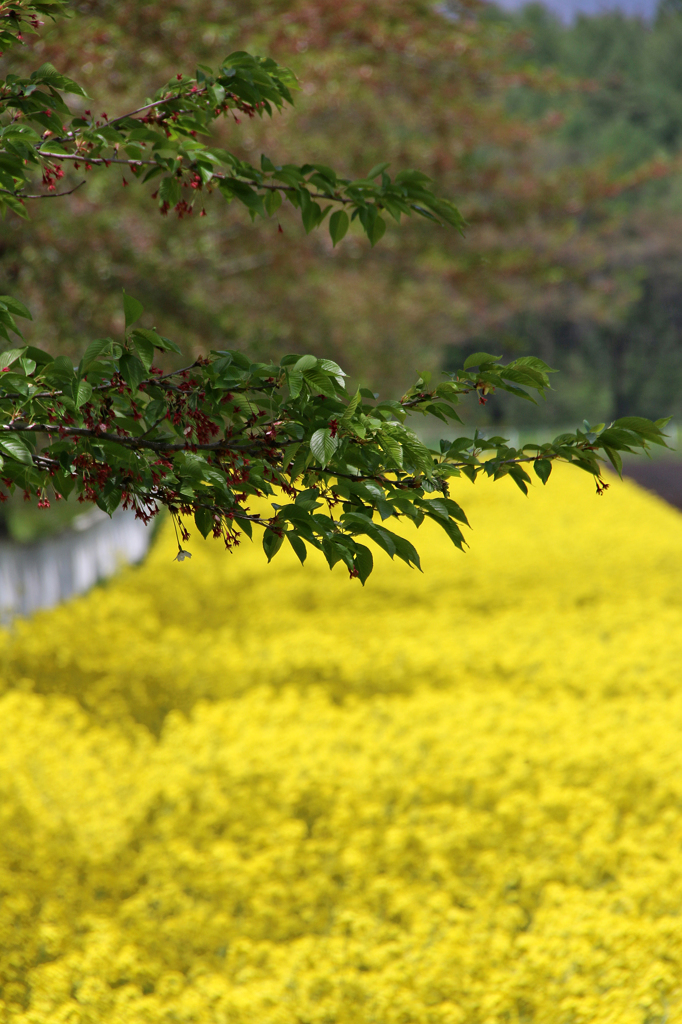 なごり桜