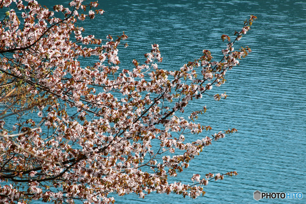 翡翠桜Ⅳ