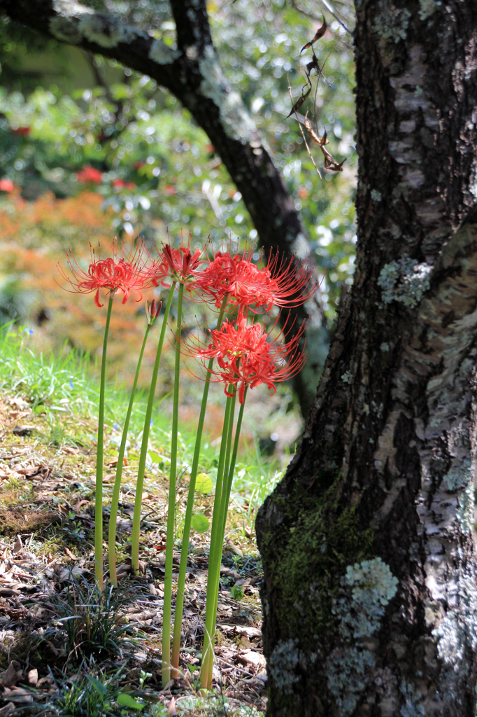 ひっそりと - みちのく花魁2014-7