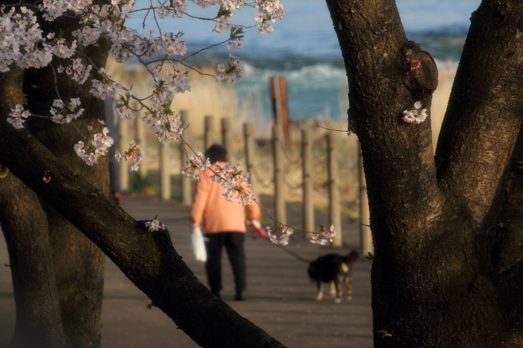 みちのく桜 - 散歩
