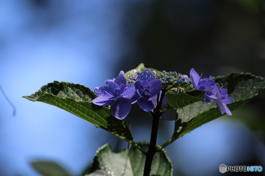 紫陽花