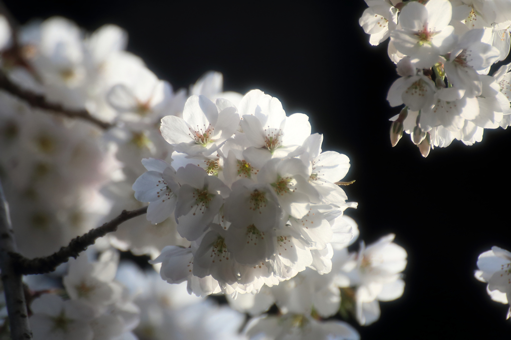 みちのく桜 - モリオカシダレ