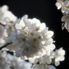 みちのく桜 - モリオカシダレ