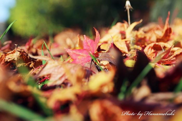 一紅葉