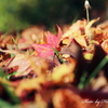 一紅葉