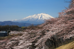 岩鷲の春