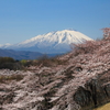 岩鷲の春