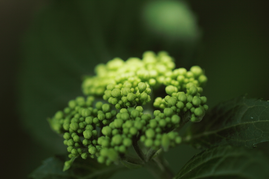 蕾-紫陽花1