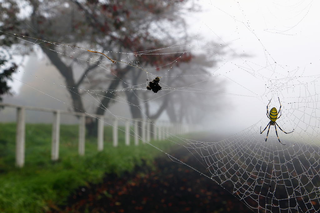 朝霧の牧場 - 蜘蛛の紅葉狩り