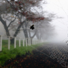 朝霧の牧場 - 蜘蛛の紅葉狩り