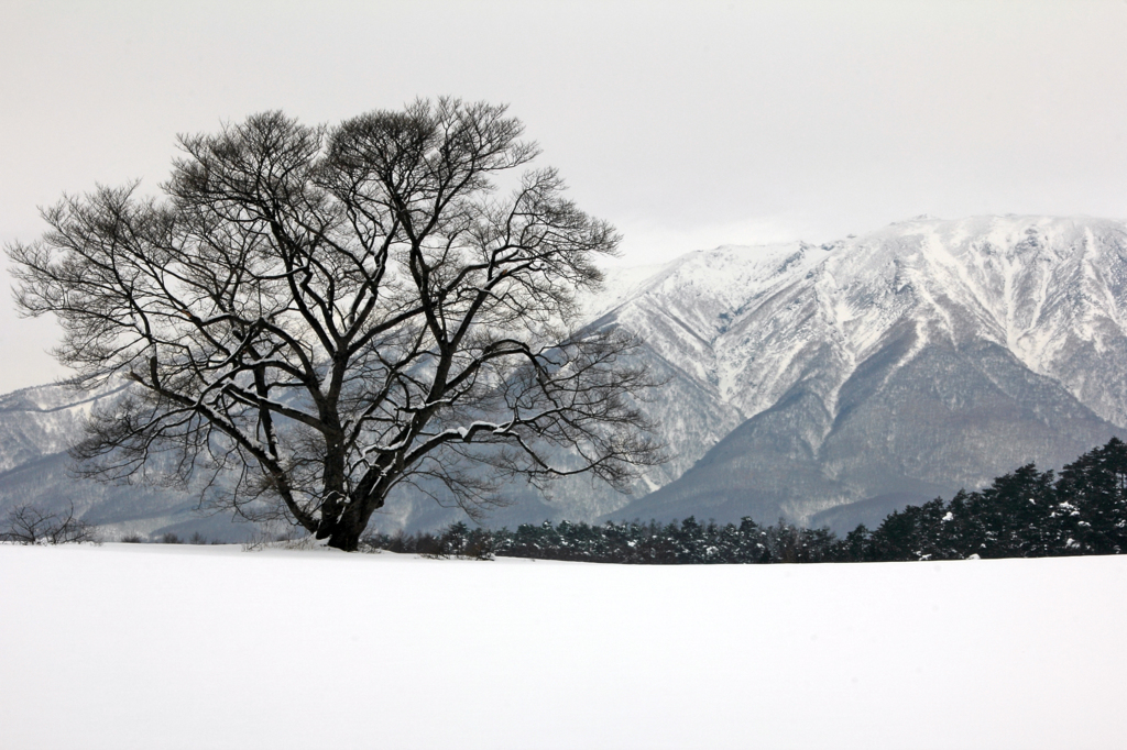 KOIWAI FARM - 鉛空6