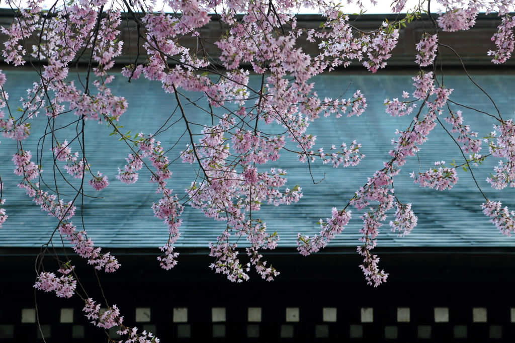 紅枝垂 - 光臺寺