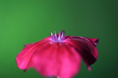 花茎の王冠