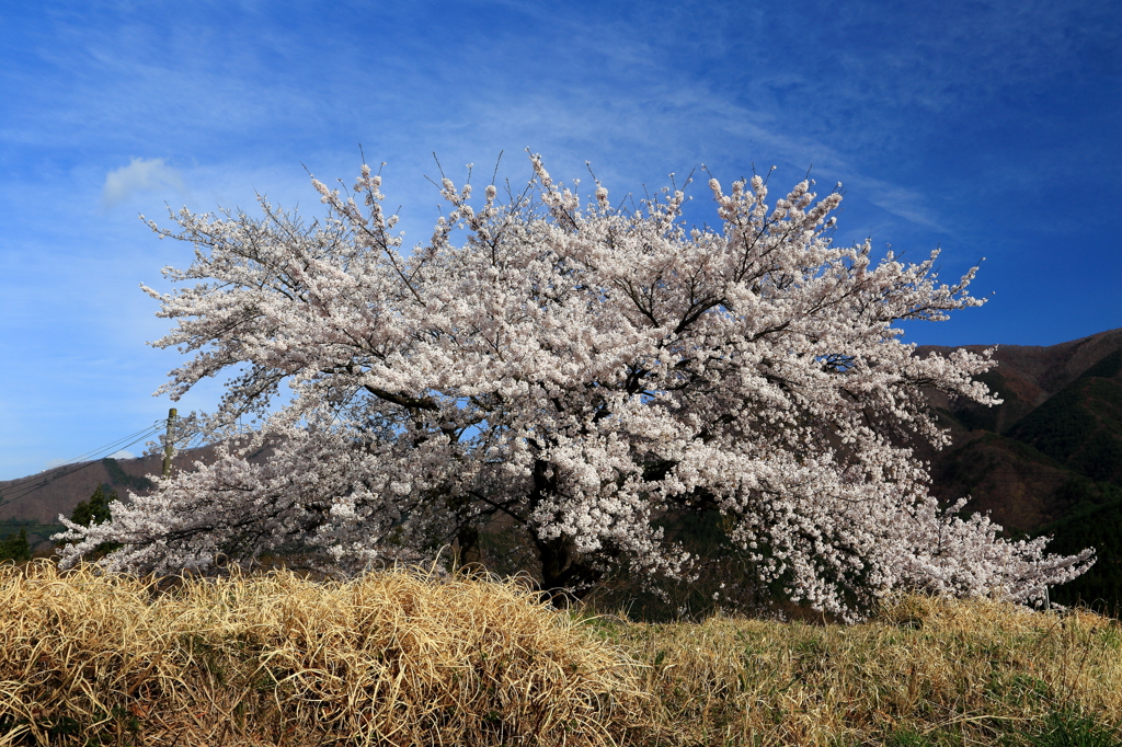 来た！北！桜！