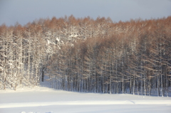 防雪林