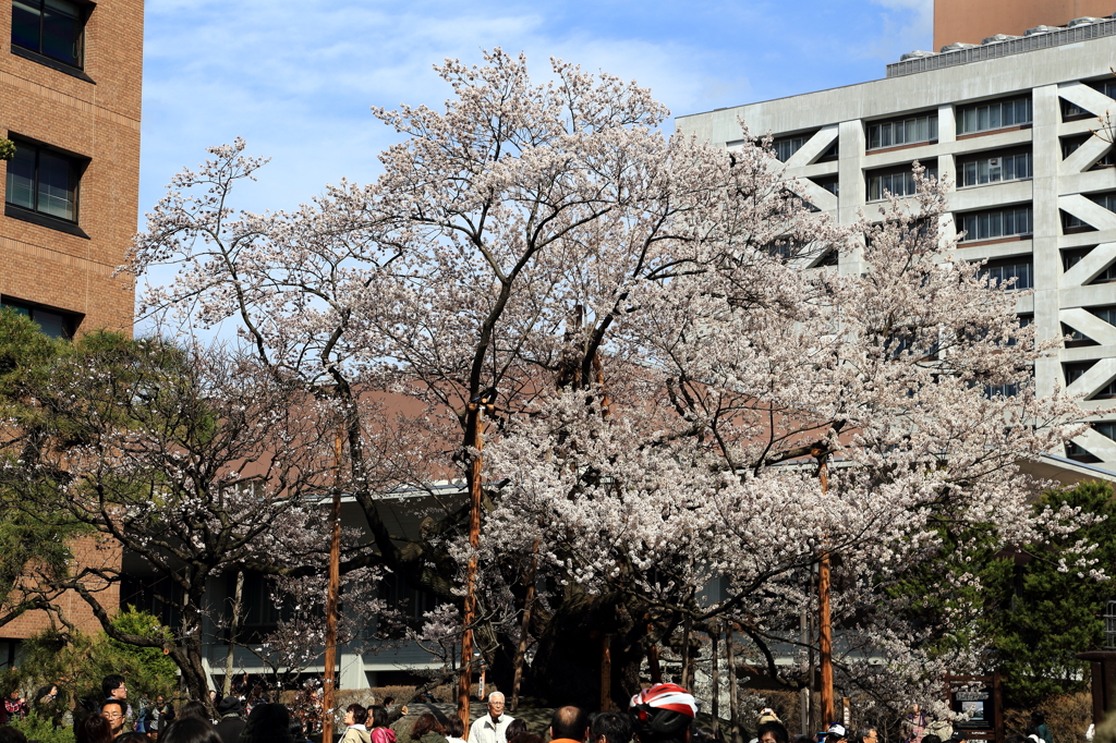 石割桜 - やっと晴れたら…人、人、人