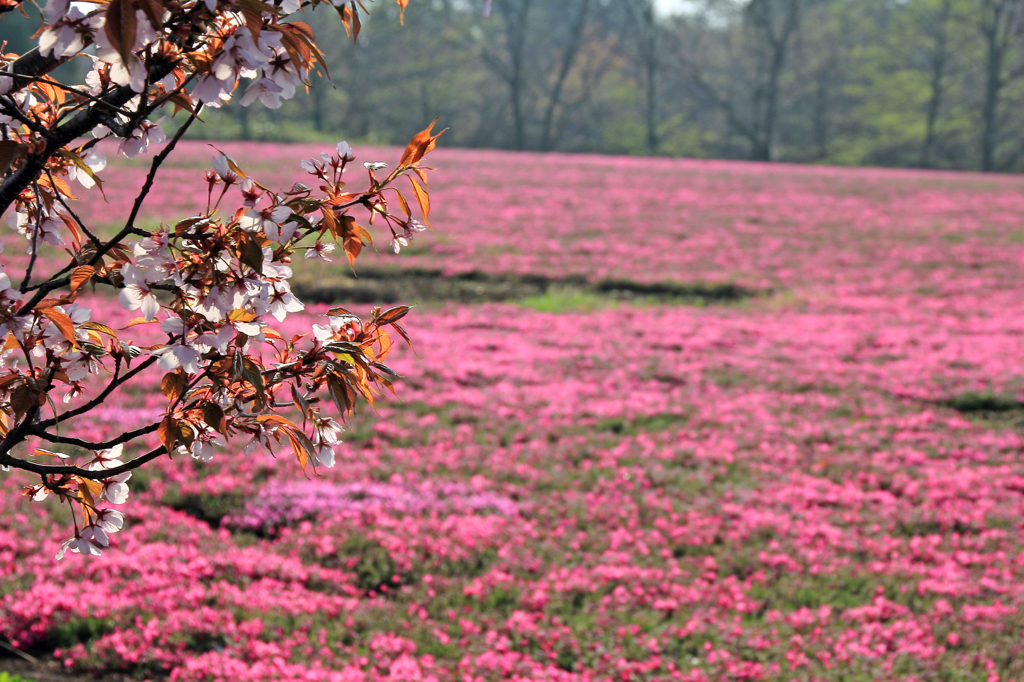 さくら桜
