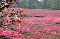 さくら桜