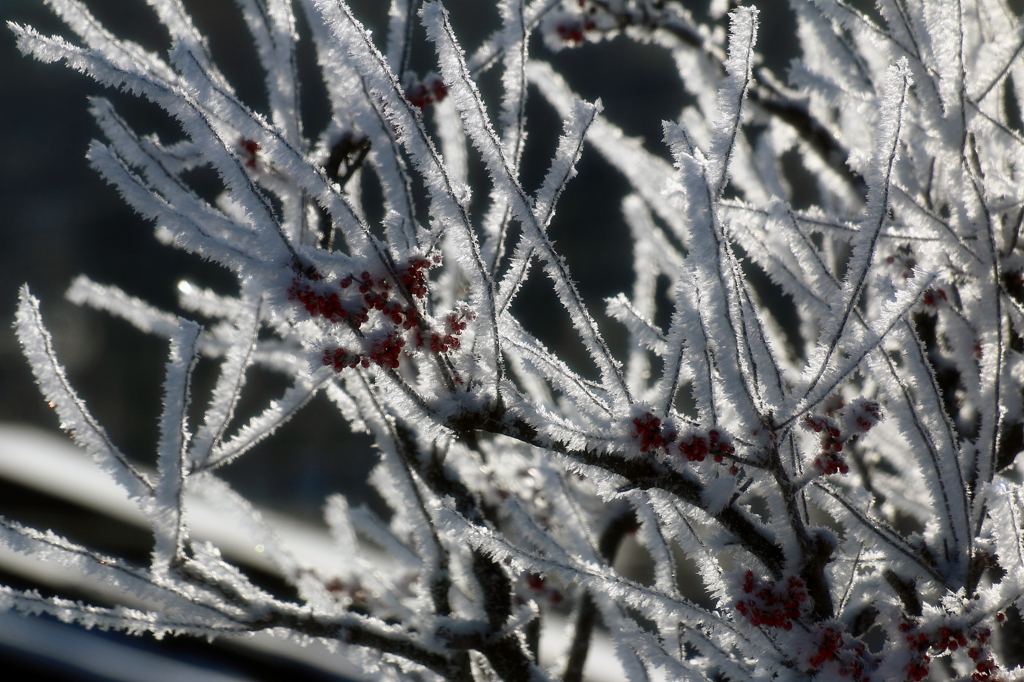 -10℃の朝 - 樹霜花5