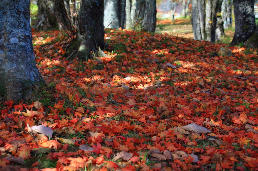 床紅葉のはじまり