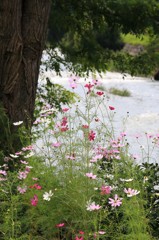 みちのく秋桜 (2)