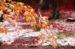 みちのく雪の落ち紅葉