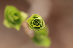 紫陽花の芽吹